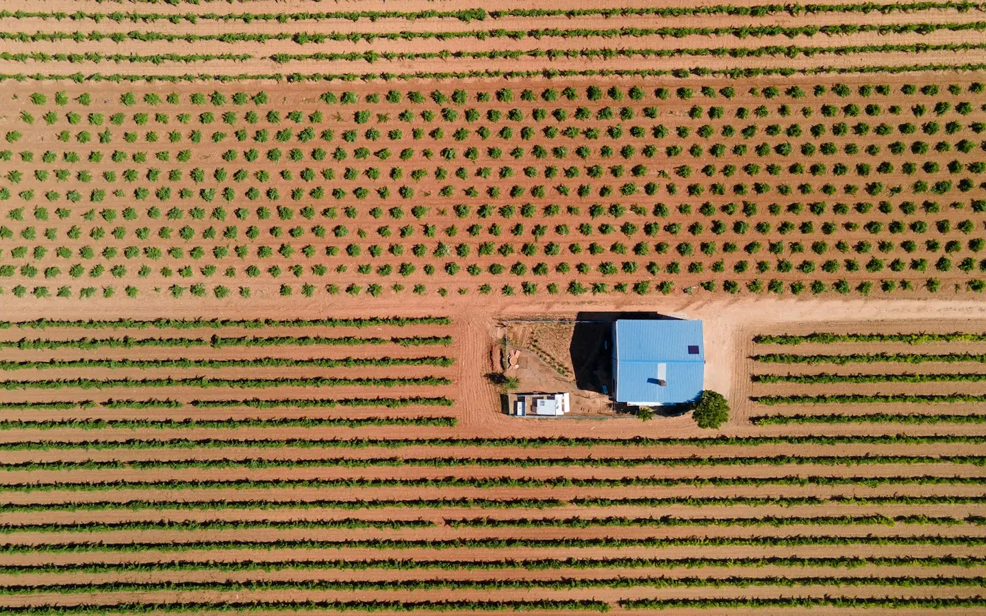 Área agrícola com plantio organizado vista do alto